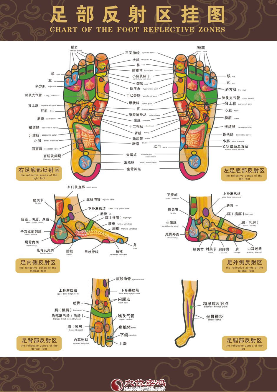 高清足部反射区图