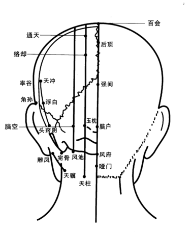 人体头部背面穴位图