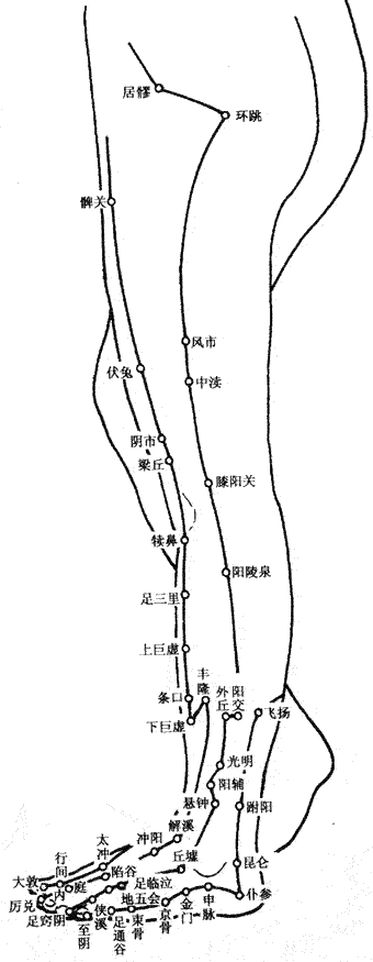 人体腿部脚部外侧【穴位图】