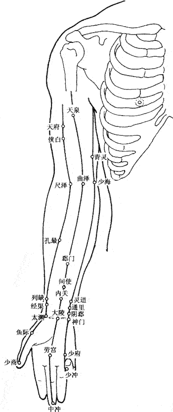 人体胳膊手部内侧【穴位图】