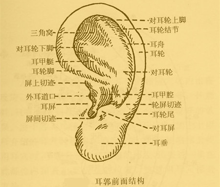 耳朵穴位结构图