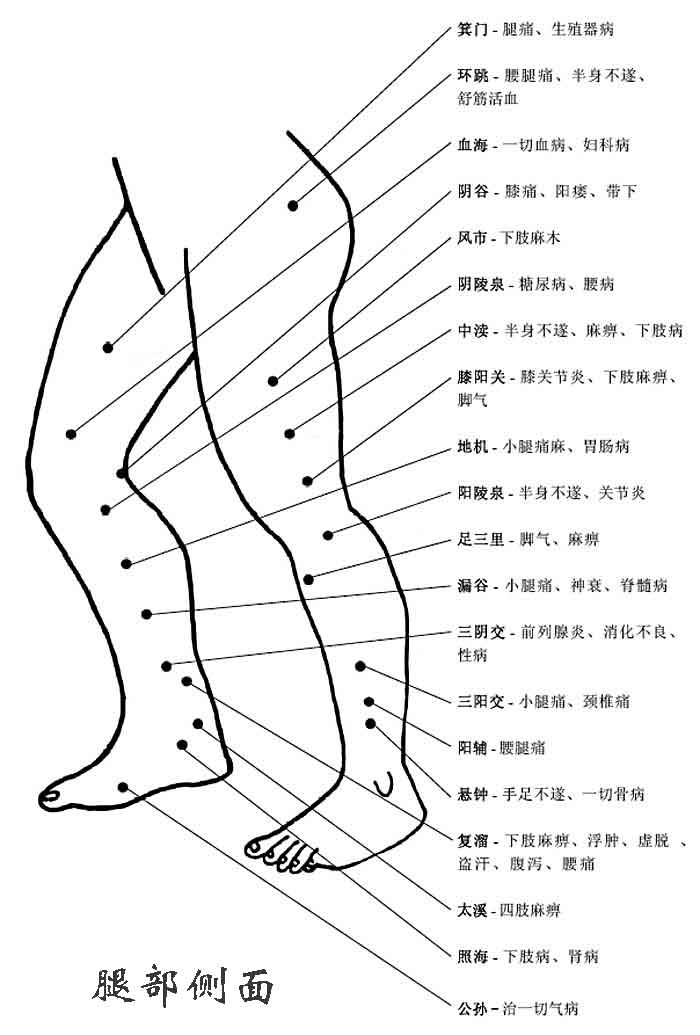 人体腿部侧面穴位图及作用功效