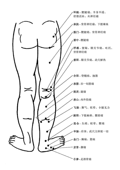 人体腿部背面穴位图及作用功效