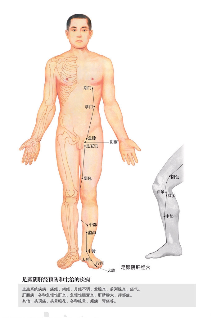 足厥阴肝经穴位图