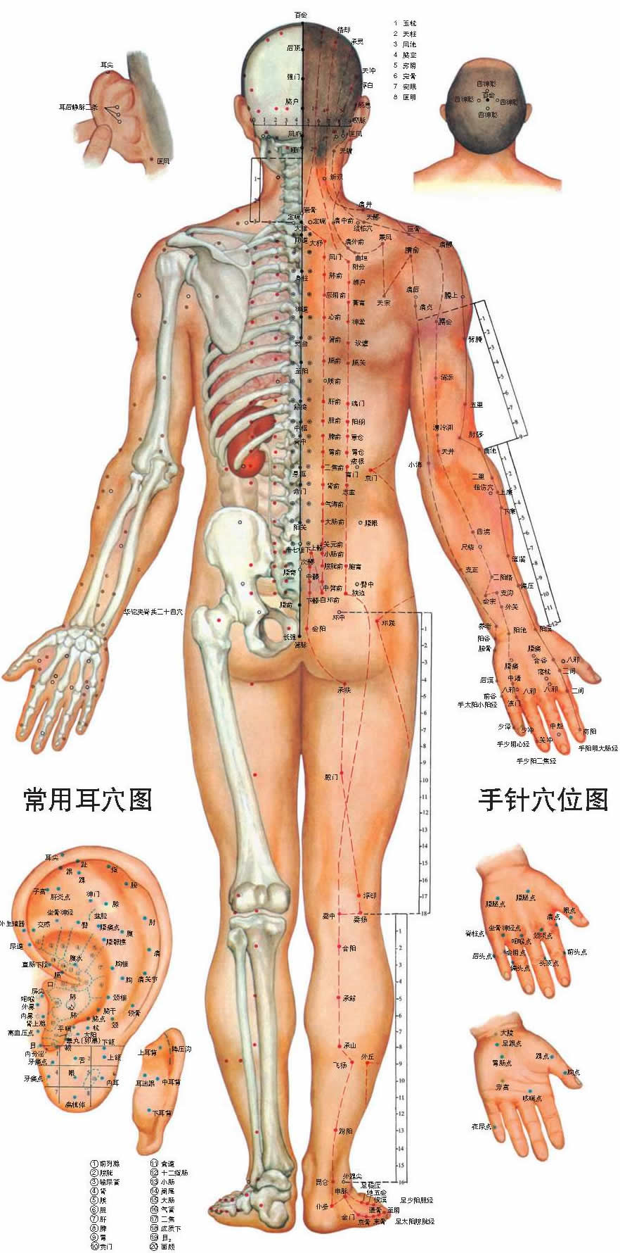 中医男性人体穴位背面图挂图