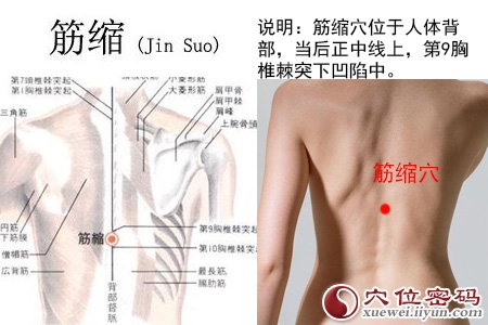 筋缩穴位位置图