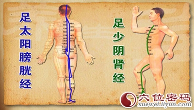 足太阳膀胱经互为表里的是足少阴肾经