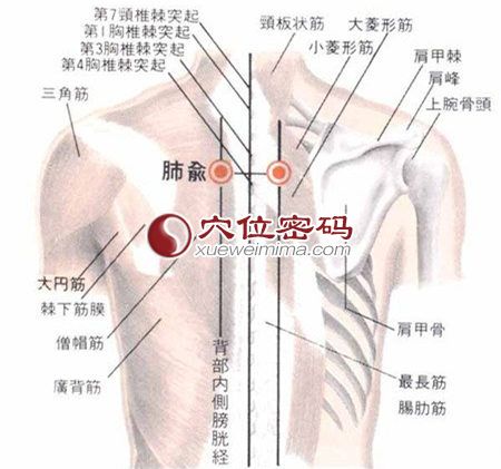 肺俞穴解剖图