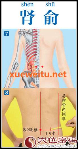 肾俞穴
