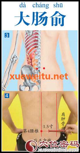 大肠俞穴